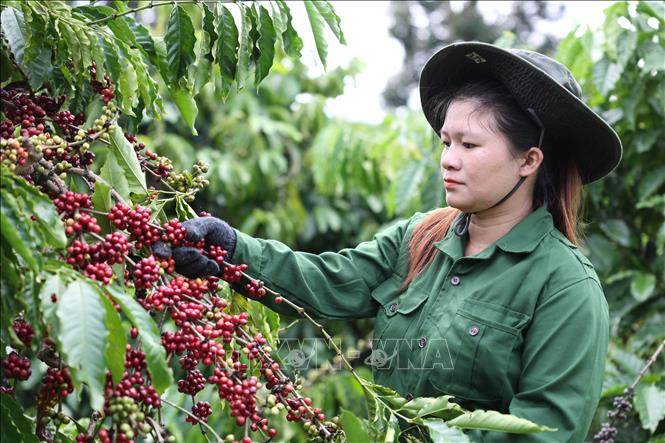 Bản tin nông sản hôm nay (29-4): Giá cà phê giảm nhẹ